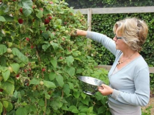 Как подвязать малину правильно. Как подвязать малину? 08