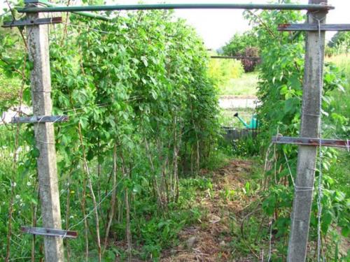 Как подвязать малину картинки. Виды шпалер