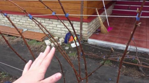 Как подвязать малину у забора. Подпорки