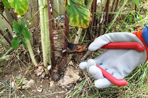 Обрезка малины осенью. Пошаговая инструкция по обрезке малины осенью