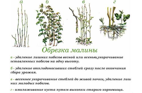 Обрезка малины осенью. Пошаговая инструкция по обрезке малины осенью