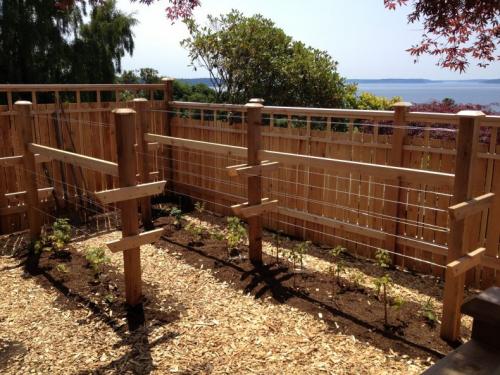 Как подвязать малину картинки. Виды шпалер