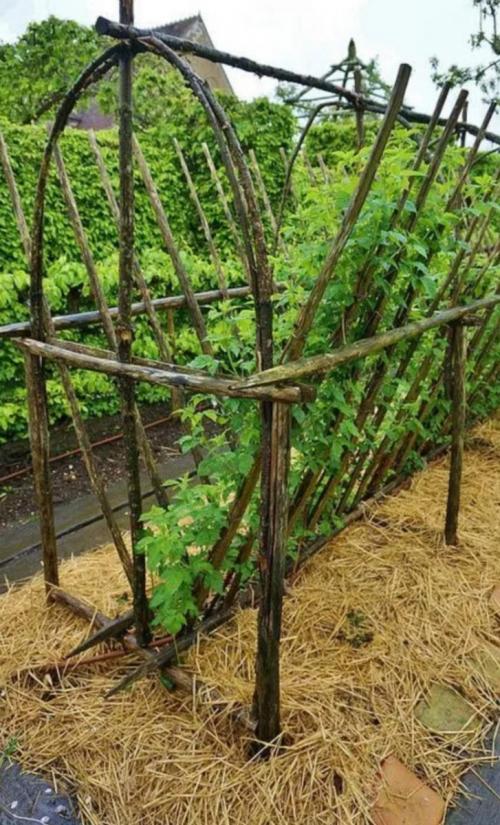 Простая шпалера для малины. Виды шпалер