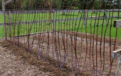 Шпалера под малину. Типы конструкций шпалер
